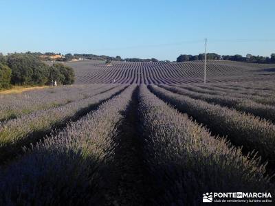 Campos Lavanda Brihuega-Provenza Española; beneficios para la salud senderismo a medida